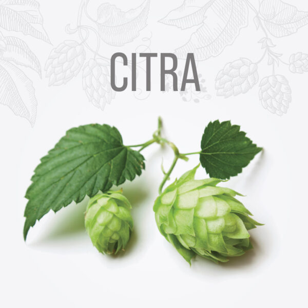 Lúpulo CITRA
