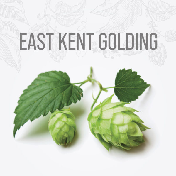Lúpulo EAST KENT GOLDING