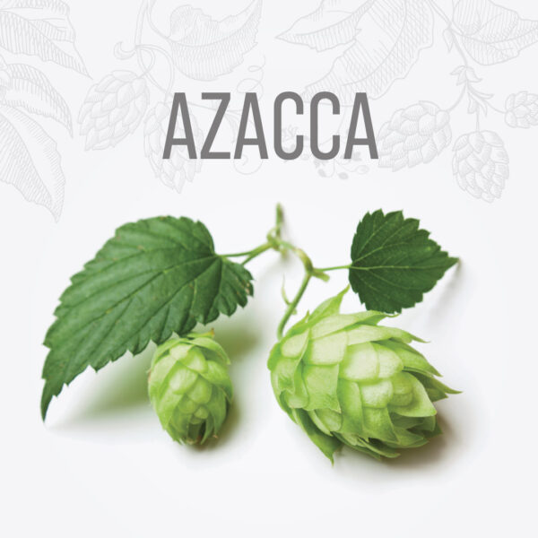 Lúpulo AZACCA